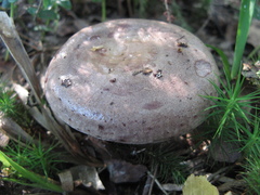 Lactarius trivialis