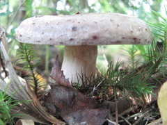 Lactarius trivialis
