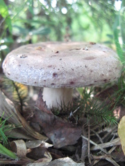 Lactarius trivialis
