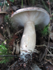 Lactarius trivialis