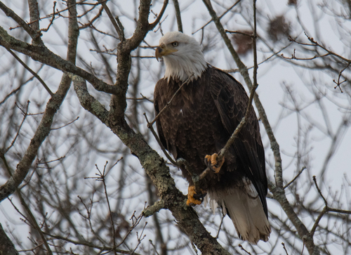 Bald Eagle photographed in New Hampshire