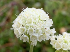 Eriogonum heracleoides