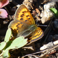 Tharsalea dorcas sangremar