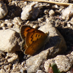 Tharsalea dorcas sangremar