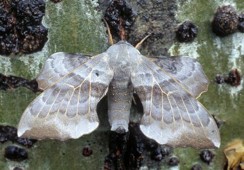 Laothoe amurensis sinica