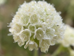 Eriogonum heracleoides
