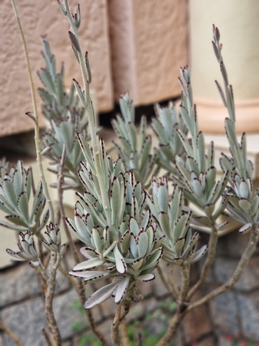 Kalanchoe tomentosa iNat (3)