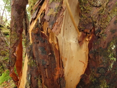 Ursus arctos sitkensis