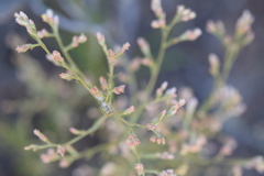 Pseudognaphalium ramosissimum