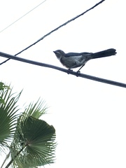 Aphelocoma californica