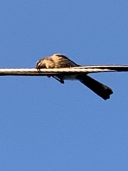 Aphelocoma californica