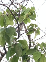 Aphelocoma californica