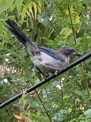 Aphelocoma californica