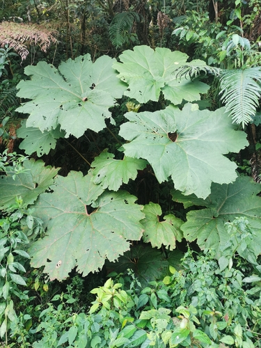 Gunnera mexicana, photograph 6