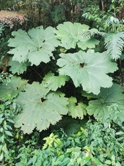 Gunnera mexicana, photograph (c) Juan Carlos Pérez Magaña, some rights reserved (CC BY-SA)
