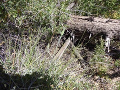 Calochortus plummerae