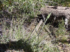 Calochortus plummerae