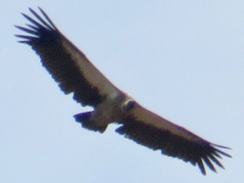 White-backed Vulture