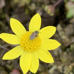 Crocidium multicaule