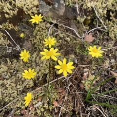Crocidium multicaule