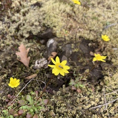 Crocidium multicaule