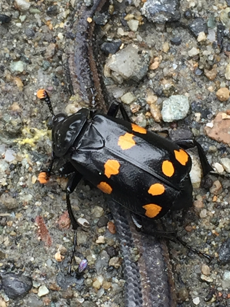 Nicrophorus didymus