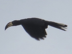 Lophoceros fasciatus