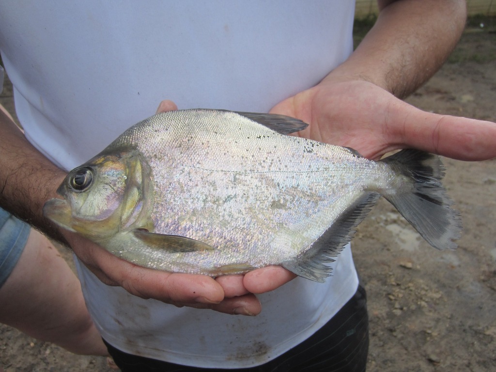Goulding's piranha (Serrasalmus gouldingi) — Serrasalmidae