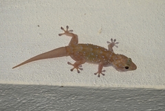 White-Spotted Wall Gecko photo 5
