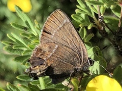 Callophrys spinetorum
