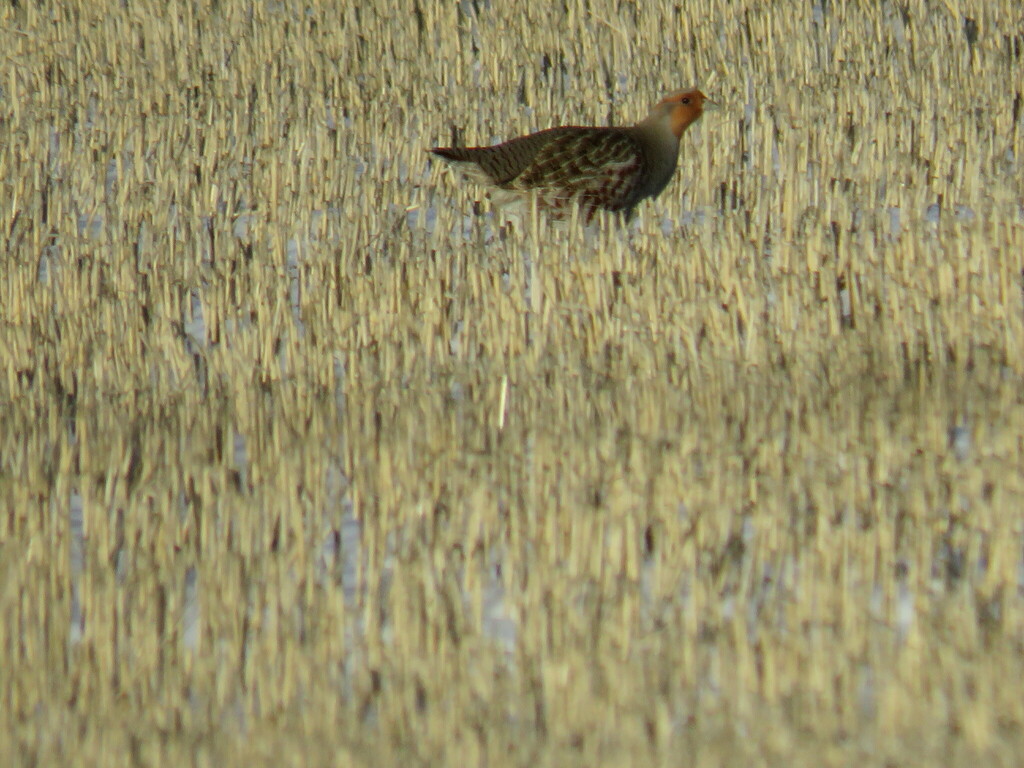 Gray Partridge from Maple Creek No. 111, SK S0N, Canada on December 03 ...