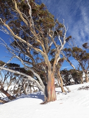 Eucalyptus pauciflora niphophila