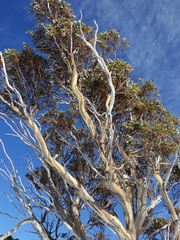 Eucalyptus pauciflora niphophila