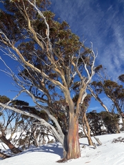 Eucalyptus pauciflora niphophila
