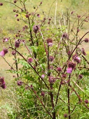 Cirsium vinaceum