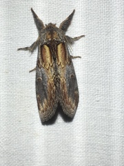 Notodonta scitipennis