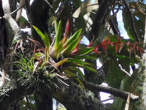 Image of Tillandsia guatemalensis by (c) Juan Carlos Pérez Magaña, some rights reserved (CC BY-SA)