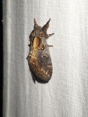 Notodonta scitipennis