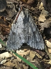 Acronicta americana