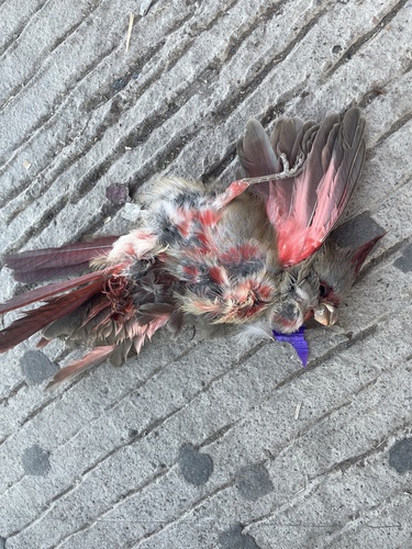 Pyrrhuloxia