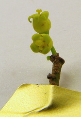 Schoepfia brasiliensis