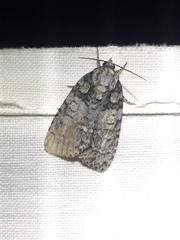 Acronicta increta
