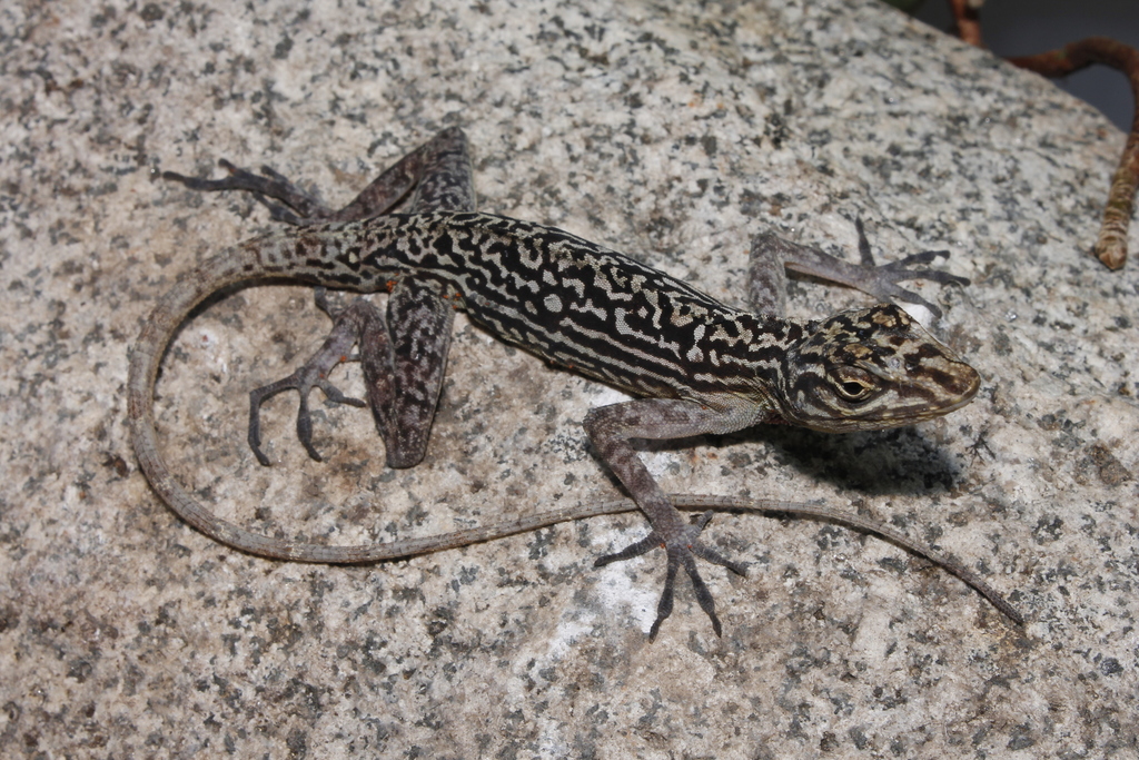 Gadow's Anole