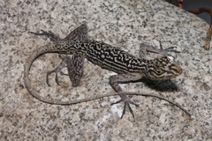 Anolis gadovii