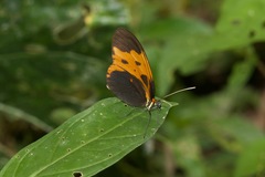 Mechanitis messenoides