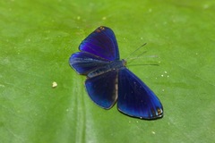Metacharis regalis
