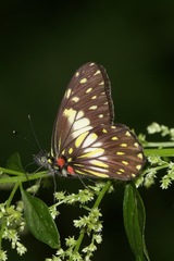 Catasticta sisamnus