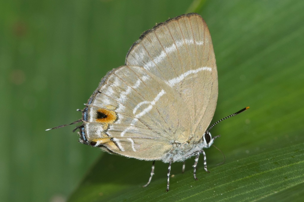 Cupathecla