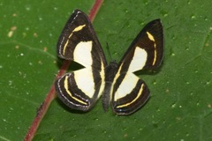 Baeotis elegantula