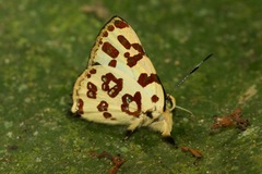 Anteros bracteata